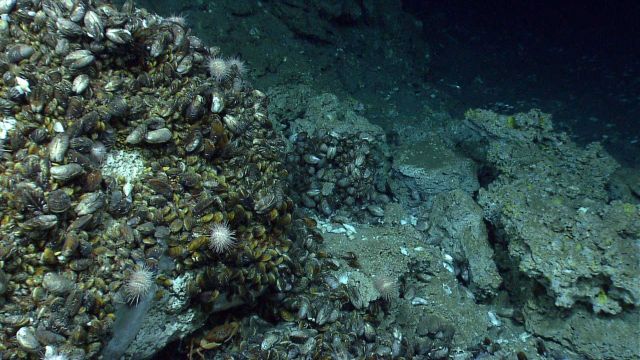 Mussels, urchins, and large white gastropods at a cold seep site Picture