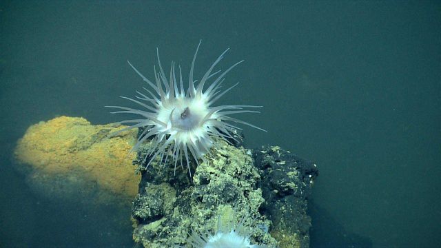 A large white urchin attached to a rock protruding from a seemingly azoic, with the exception of an orange bacterial mat, brine pool. Picture