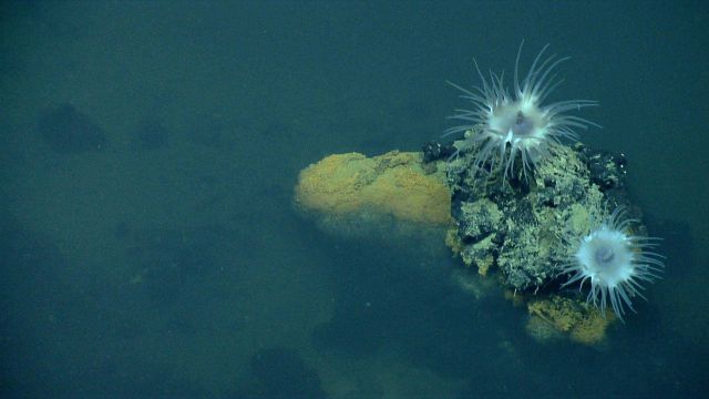 Large white urchins attached to a rock protruding from a seemingly azoic, with the exception of an orange bacterial mat, brine pool. Picture