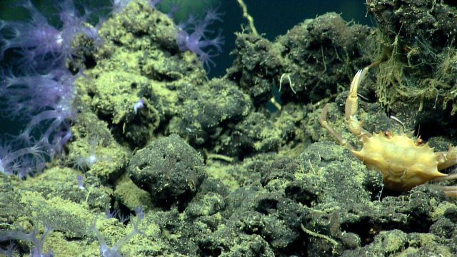 Small purple octocorals, a golden crab, and small tube worms on a rock protruding from a brine pool. Picture