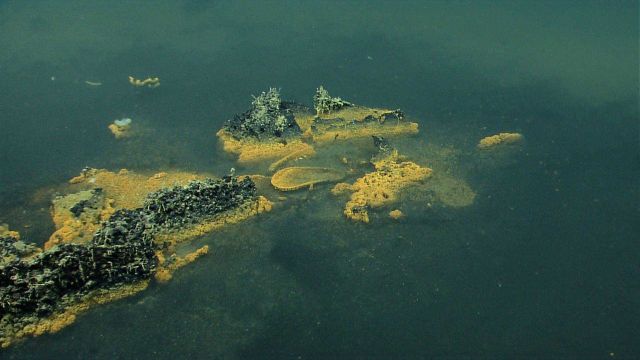 Islands covered with small life forms and rimmed by orange bacterial mats in an otherwise azoic brine pool. Picture
