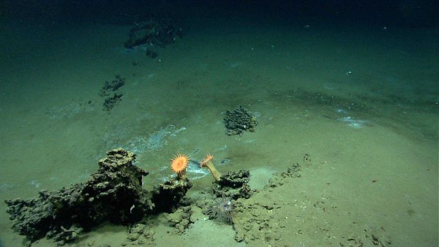 Large orange anemones thriving on a high point near the edge of a brine pool. Picture