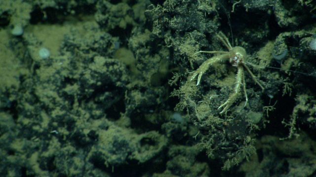 A squat lobster on a high point next to a brine pool. Picture