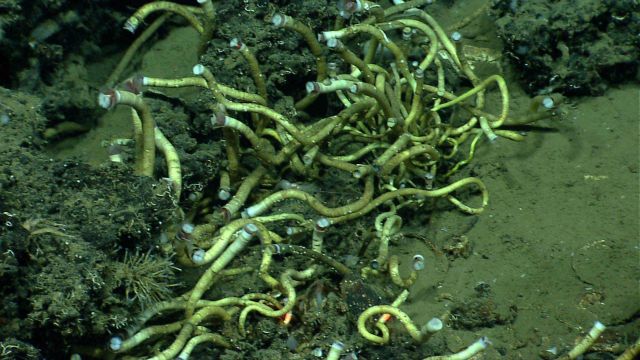 A tangled mass of tube worms next to a brine pool. Picture