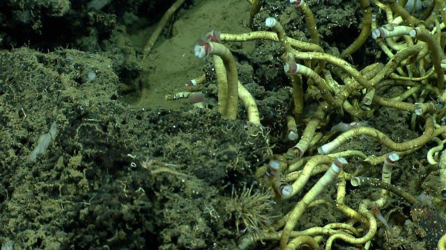 A tangled mass of tube worms on right of image Picture