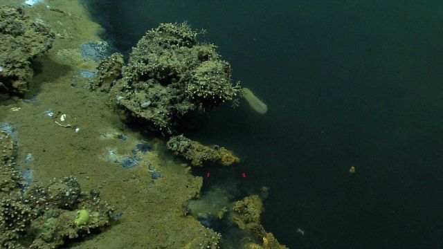 High point with white zoanthids next to brine pool Picture