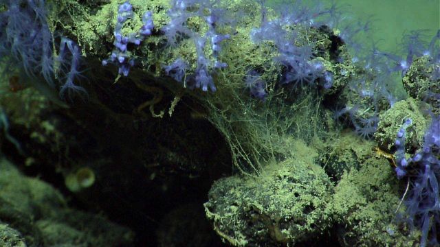 Beautiful purple octocorals on a high point near a brine pool. Picture
