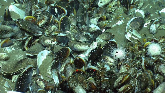 Black globules of oil entering the water column at a cold seep site with mussels and urchins. Picture