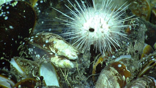 Globules of oil juxtaposed against a white urchin at a natural oil seep. Picture