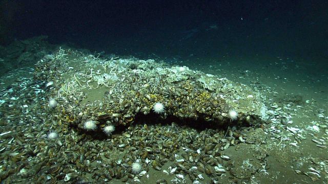 Cold seep site with mussels, urchins, and lamellibrachian tube worms. Picture
