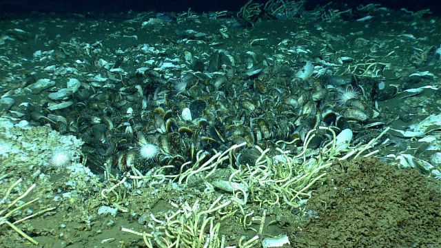 Lamellibrachian tube worms, mussels, and urchins at a cold seep site. Picture