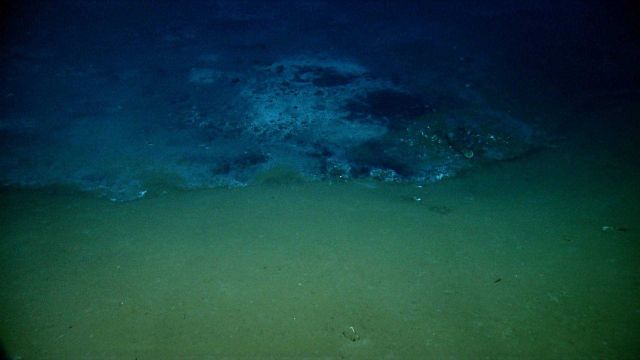 Cold seep site with white bacterial material and other discoloration. Picture