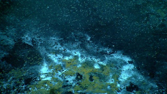 Cold seep site at brine pool. Picture