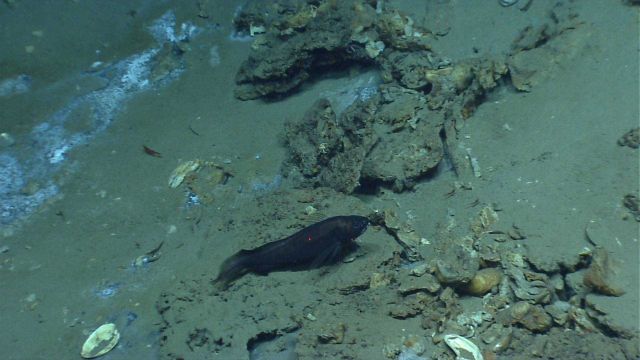 Carbonate rock outcrop with cold seep, mussels, and 1-foot long fish (antimora?) . Picture