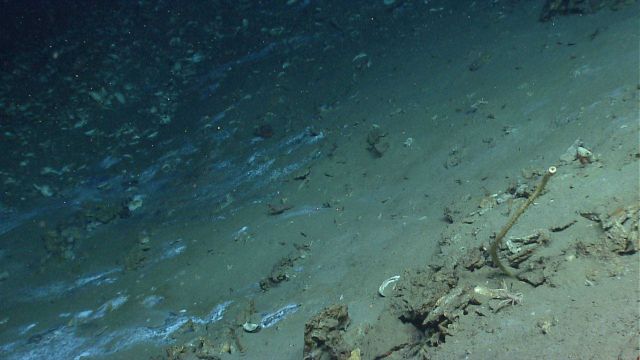 Cold seep site with numerous broken and dead bivalve shells, some carbonate rocks, a single large tube worm, and a small pink squat lobster in the low Picture
