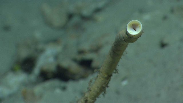 Tip of single large tube worm at cold seep site in image expn1805. Picture