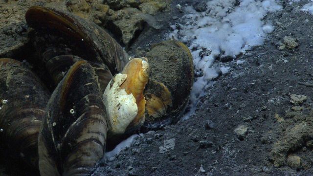 Live mussels and what appears to be a white bacterial mat at a cold seep site. Picture