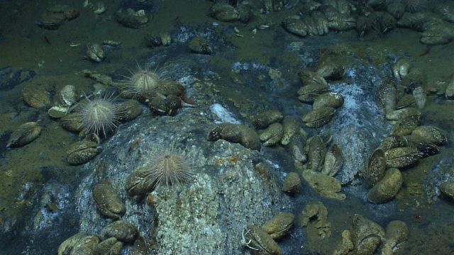 Urchins, bathymodiolus mussels, and one white squat lobster at a cold seep site . Picture