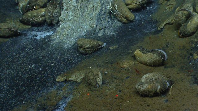 Bathymodiolus mussels and four small red shrimp at a cold seep site. Picture