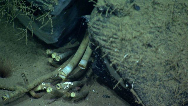 Tube worms and Alvinocaris shrimp at the base of a 