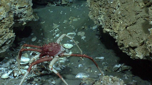 A large lithodid crab. Picture