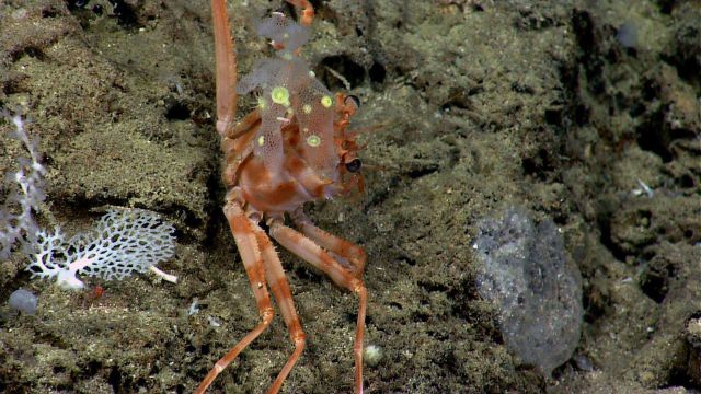 Bathyal swimming crab (Bathynectes longispinus), lacy coral, and glass sponge with yellow zoanthids. Picture