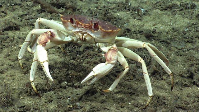 Golden crab (Chaceon fenneri). Picture