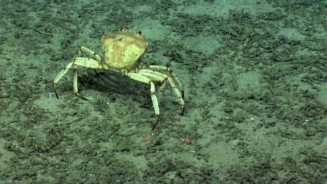 Golden crab (Chaceon fenneri). Picture