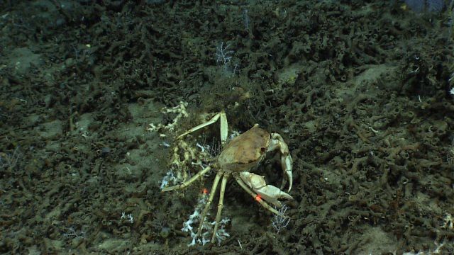 Golden crab (Chaceon fenneri). Picture