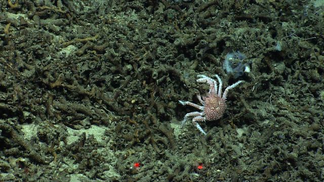 A small bumpy spiky crab. Picture