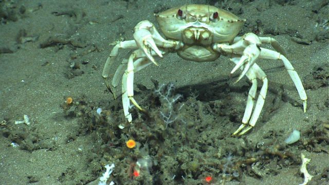 Golden crab (Chaceon fenneri). Picture