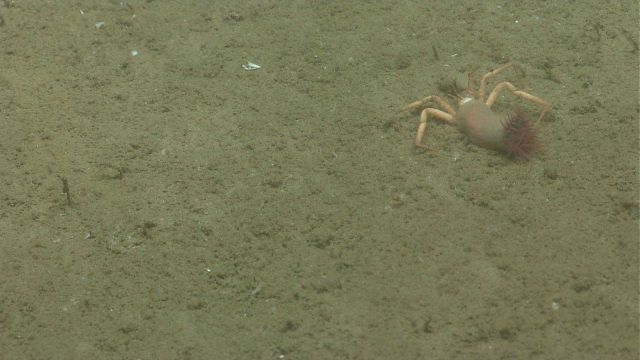 A small decorator crab hosting a comparatively large anemone. Picture