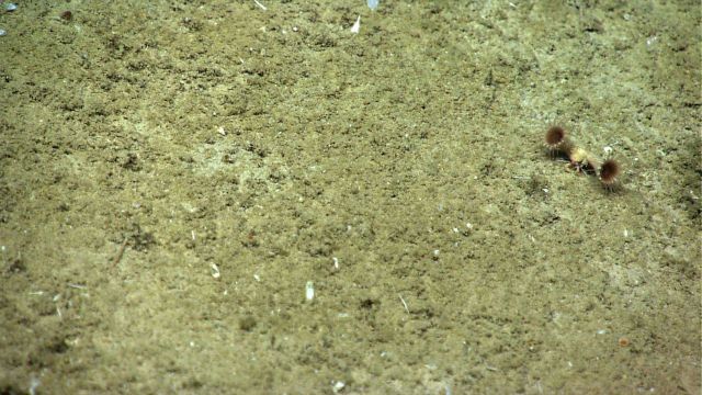 A small decorator crab hosting two comparatively large anemones. Picture