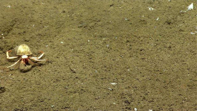 A hermit crab that appears to be outgrowing its shell home. Picture