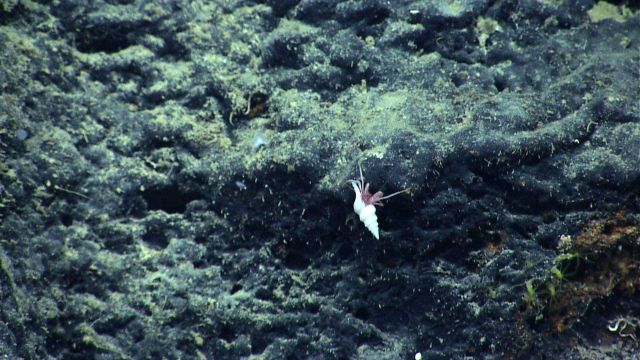 A hermit crab in a beautiful white spiraling snail shell on a black rock surface . Picture