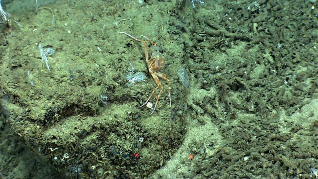Large reddish brown crab with banded coloration on legs and somewhat mottled appearing carapace. Picture
