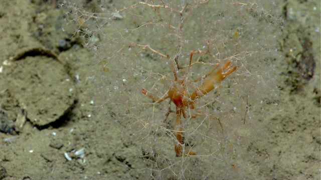 The flat-claw coral squat lobster (Uropthychus nitidus) always is found among the golden sea fan, Chrysogorgia sp. Picture