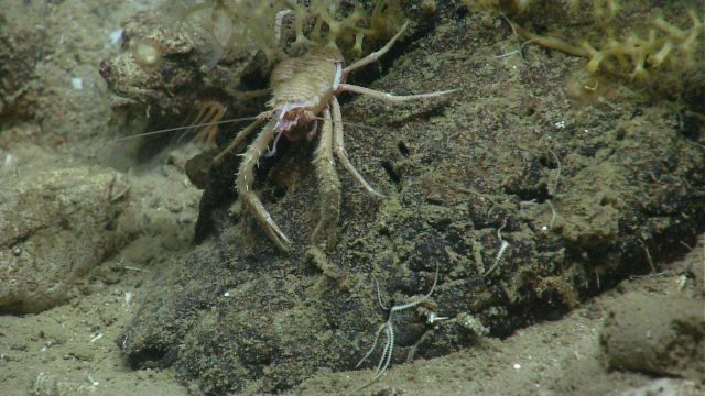 A large squat lobster that is always seen on the surface and not in corals Picture