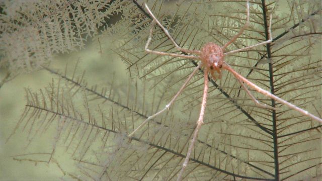 A squat lobster, Gastroptychus cf Picture