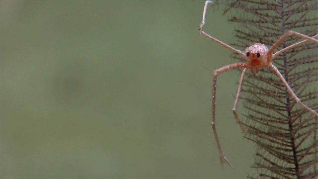 A squat lobster, Gastroptychus cf Picture