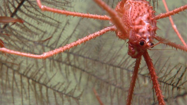 A squat lobster (Gastroptychus spinifer) on a black coral bush. Picture