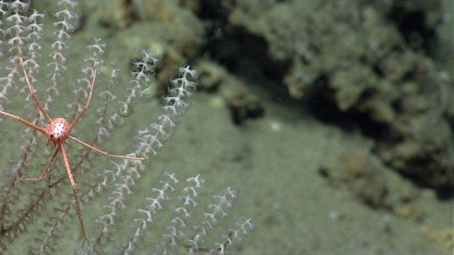 A squat lobster, Gastroptychus cf Picture