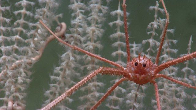 A squat lobster, Gastroptychus cf Picture