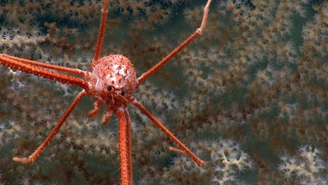 A squat lobster, Gastroptychus cf Picture