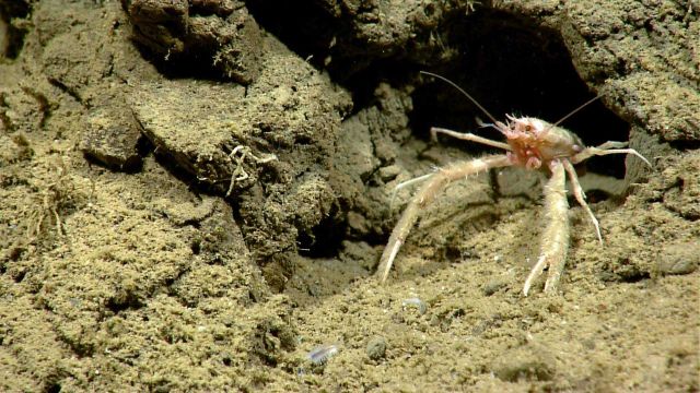 A furry looking squat lobster peering out from a burrow. Picture