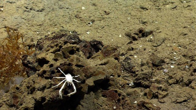 A white squat lobster on a rock outcrop. Picture