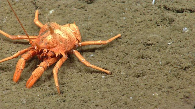A bizarre appearing squat lobster sporting an anemone decoration. Picture