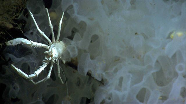 A white squat lobster on a white glass sponge. Picture