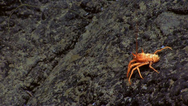 An orange spiky squat lobster. Picture