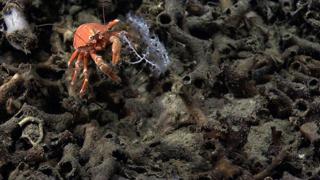A googly-eyed orange squat lobster on a lophelia debris pile. Picture
